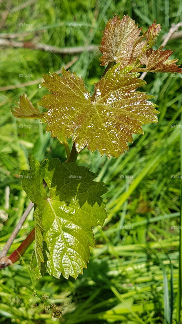 young grape leaves in spring