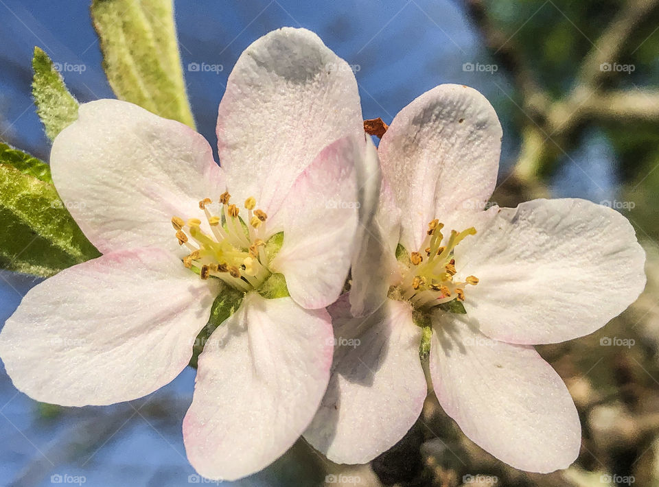 Tightly cropped image of the pale pink blossom of the Paradise apple 