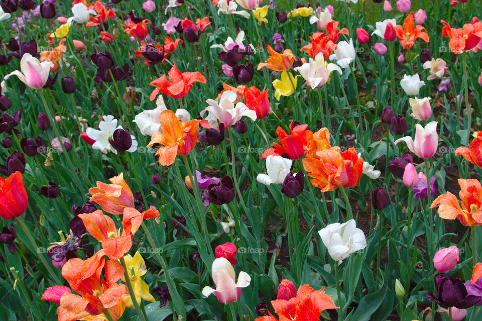 colorful tulips