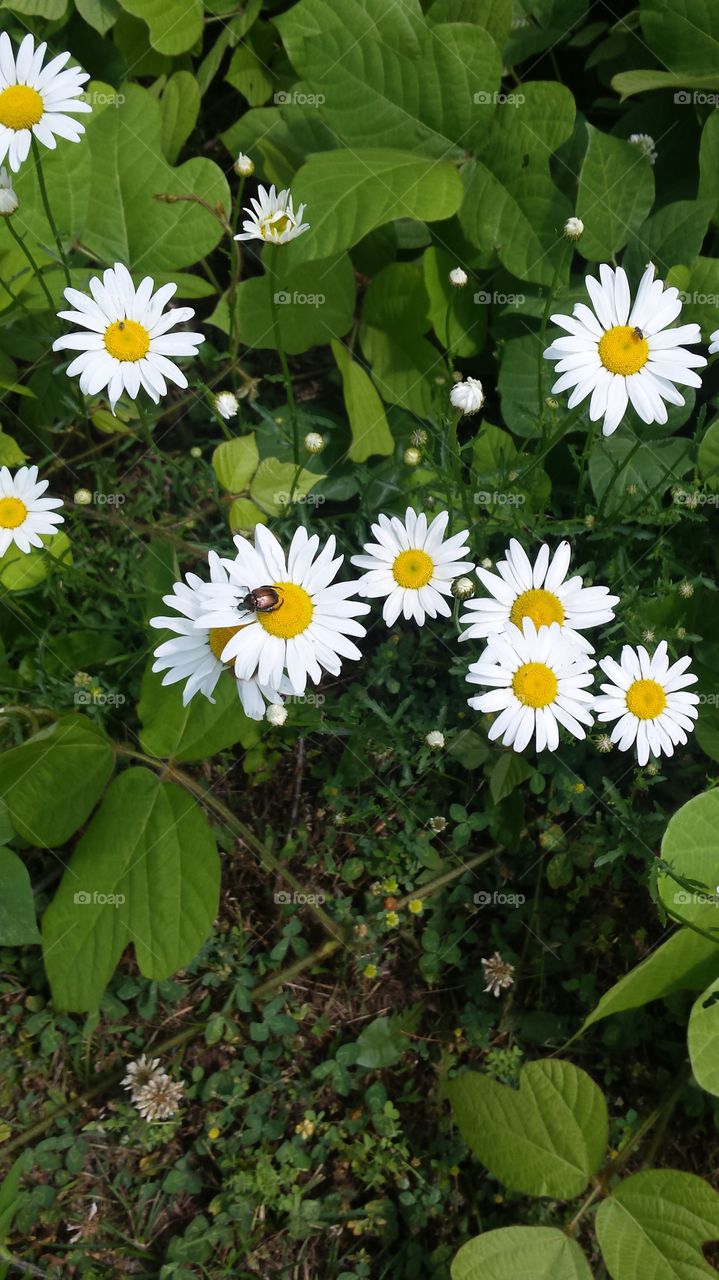 Flower, Nature, Leaf, Garden, Flora