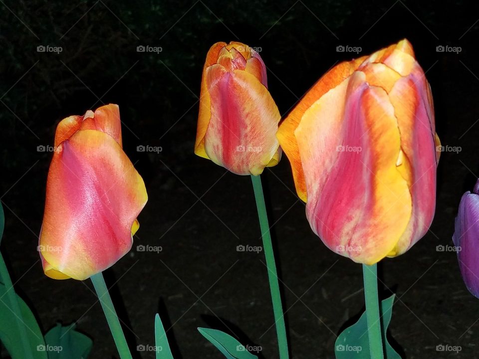 Springtime tulips at night