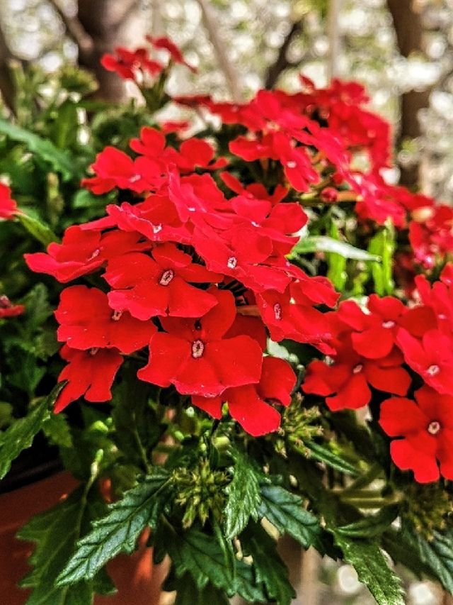 Lady in red