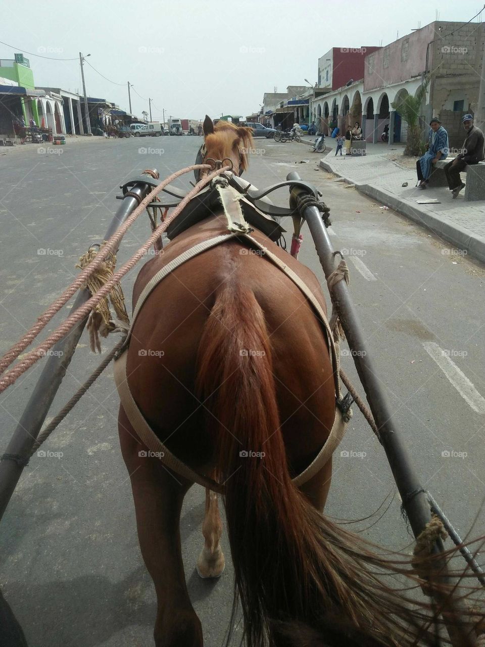 Public transport in Morocco:  Caleche.