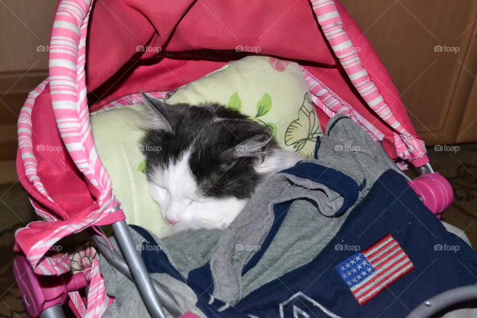 cat