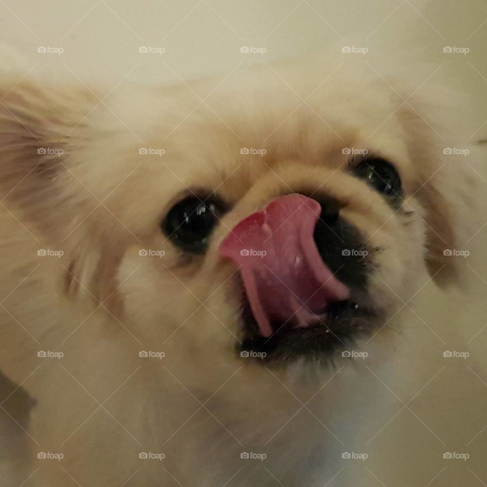 white dog large tongue in Londrina Paraná Brazil