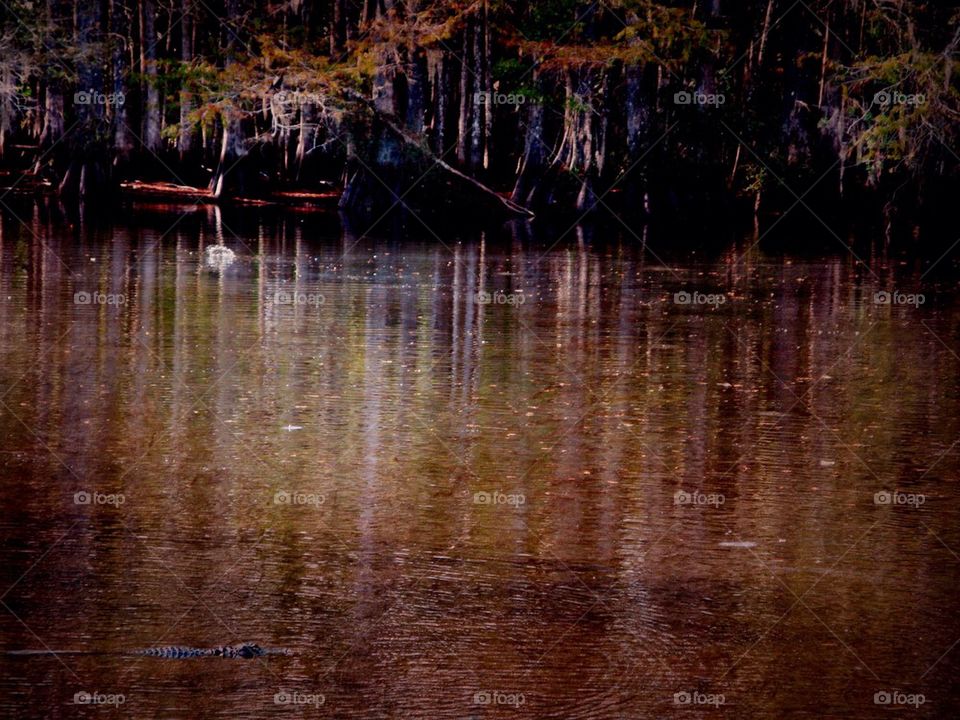 Alligator in the wetlands