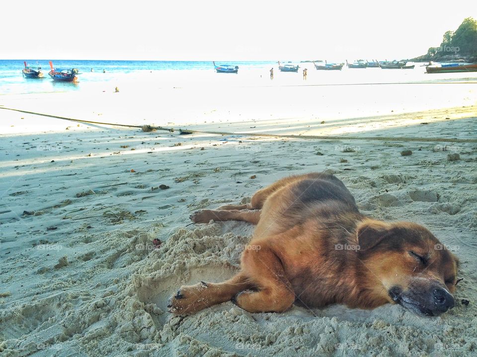 A sleeping sea dog. A dog is sleeping on the beach at Lipe island.(Thailand)