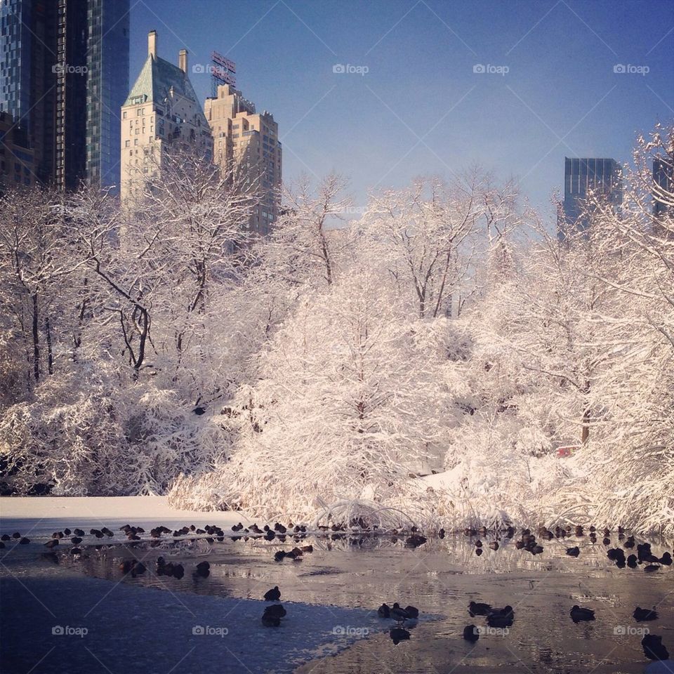 Central Park Winter Morning