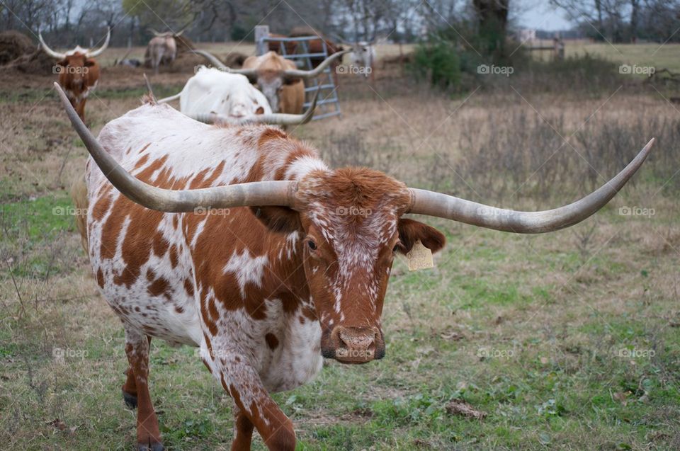 Tagged Longhorn 
