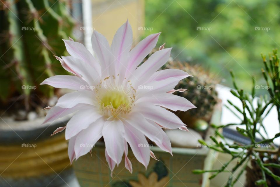 gentle pink cactus flower baby pink