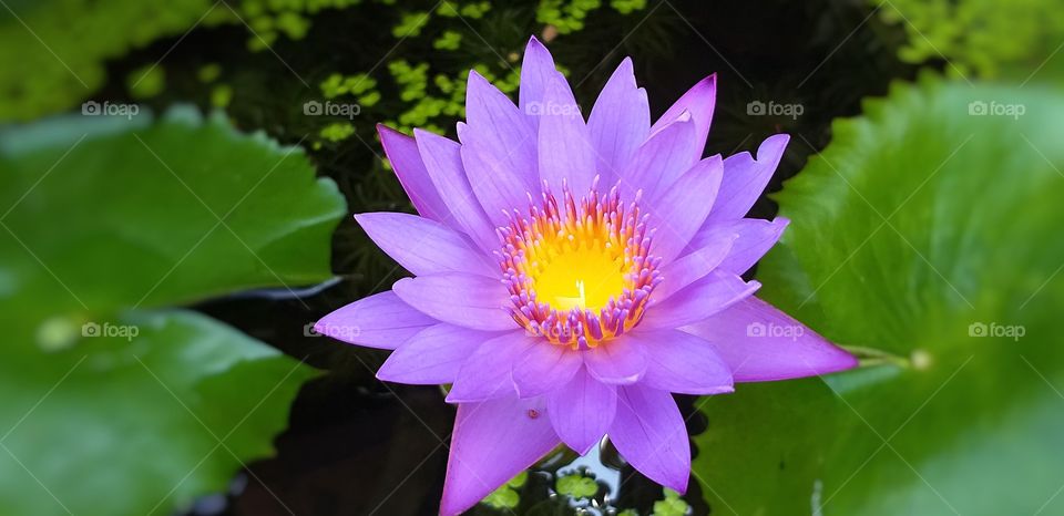 Lotus Flower. Lotus. Purple  lotus. Beautiful Flower. Brachyceras Waterlily (Tropical Day Blooming). Nymphaea "star of siam". NYMPHAEACEA.