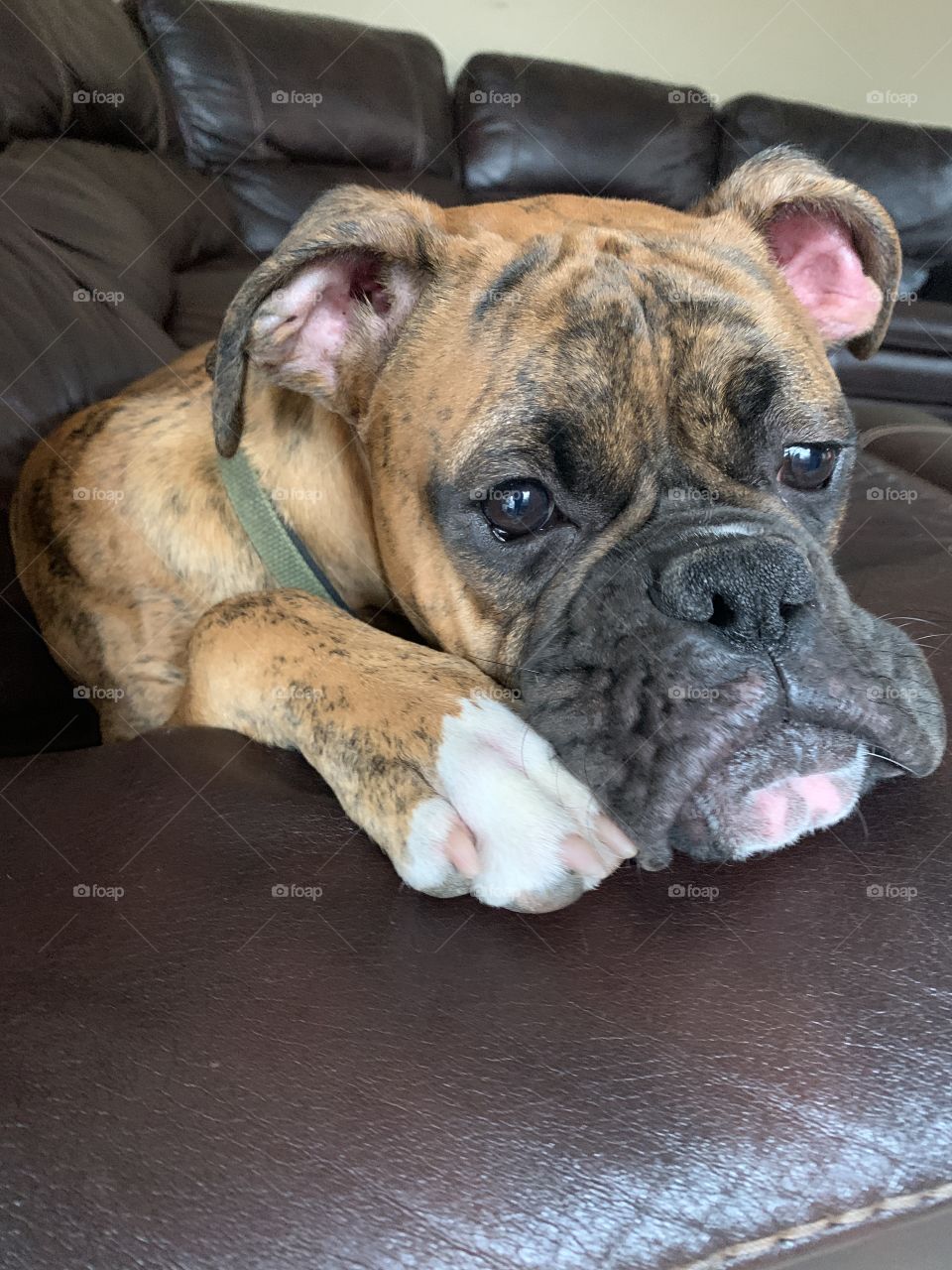Puppy dog lying on the couch 
