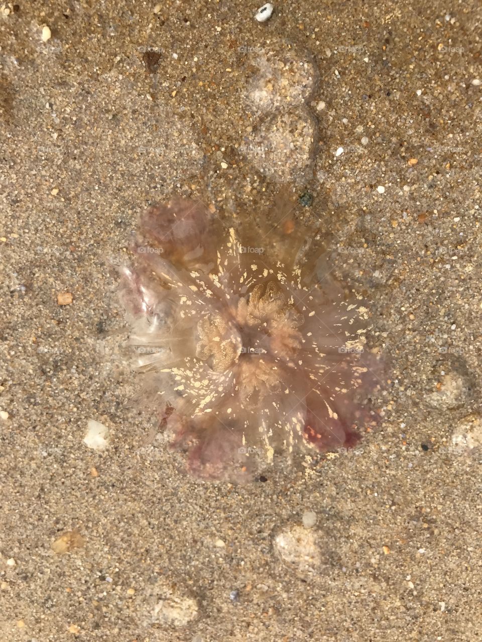 Jellyfish 