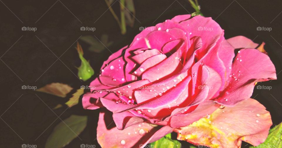Pinkiii Rose