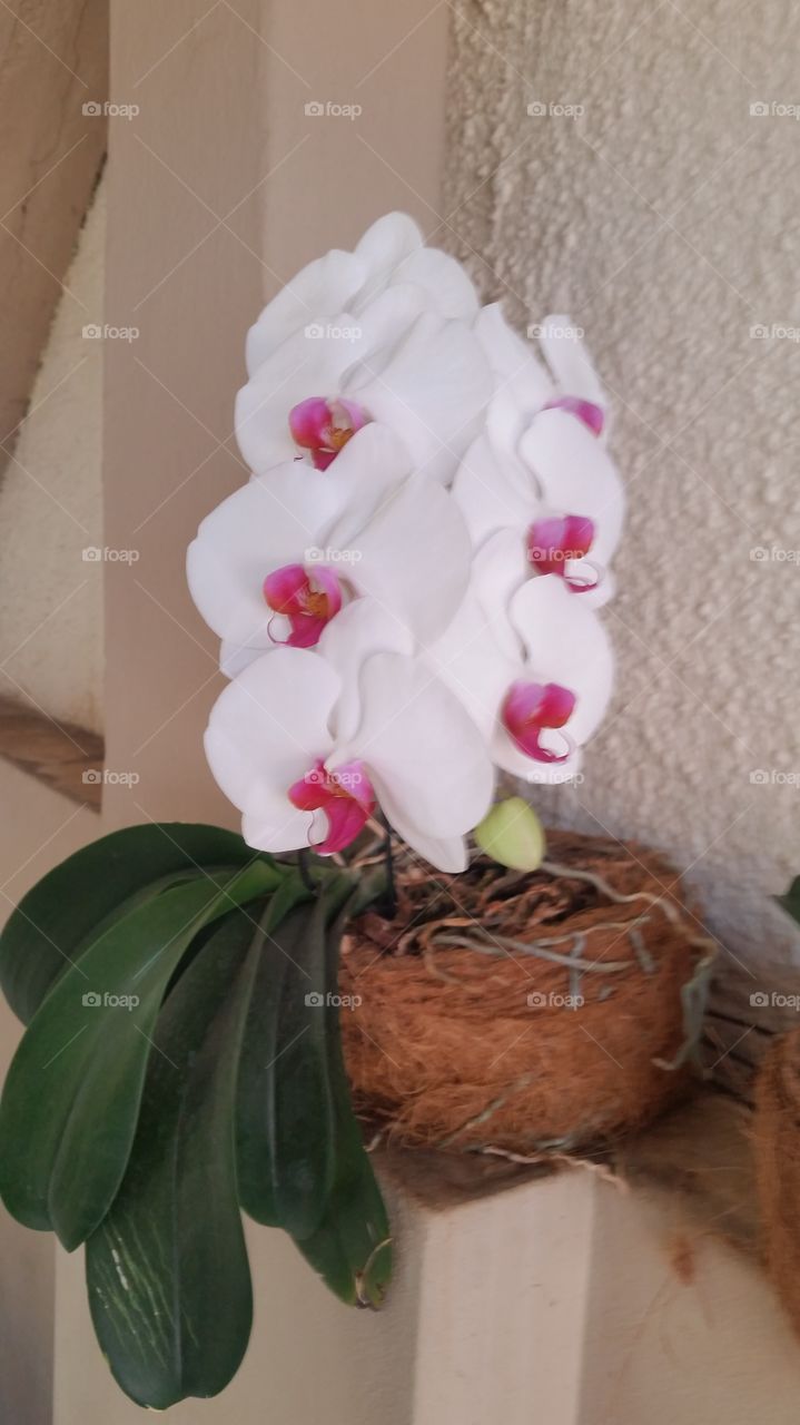 orquídea