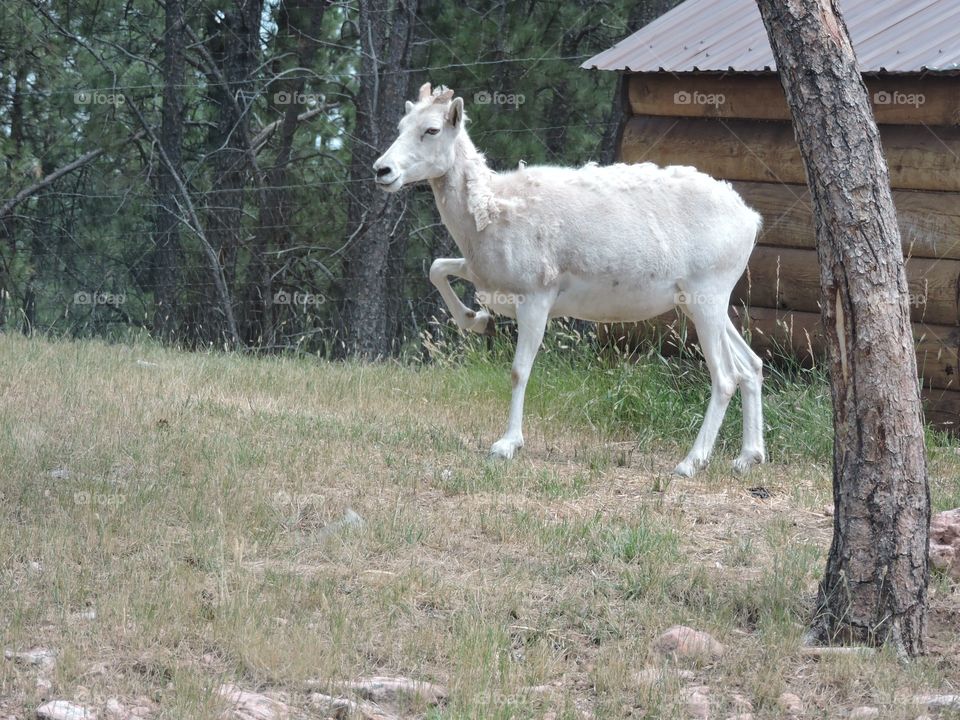 Goat trot