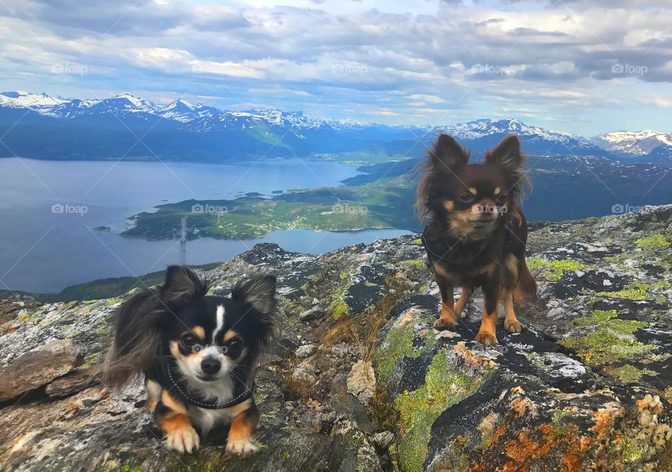 Chihuahuas Mountain hiking 