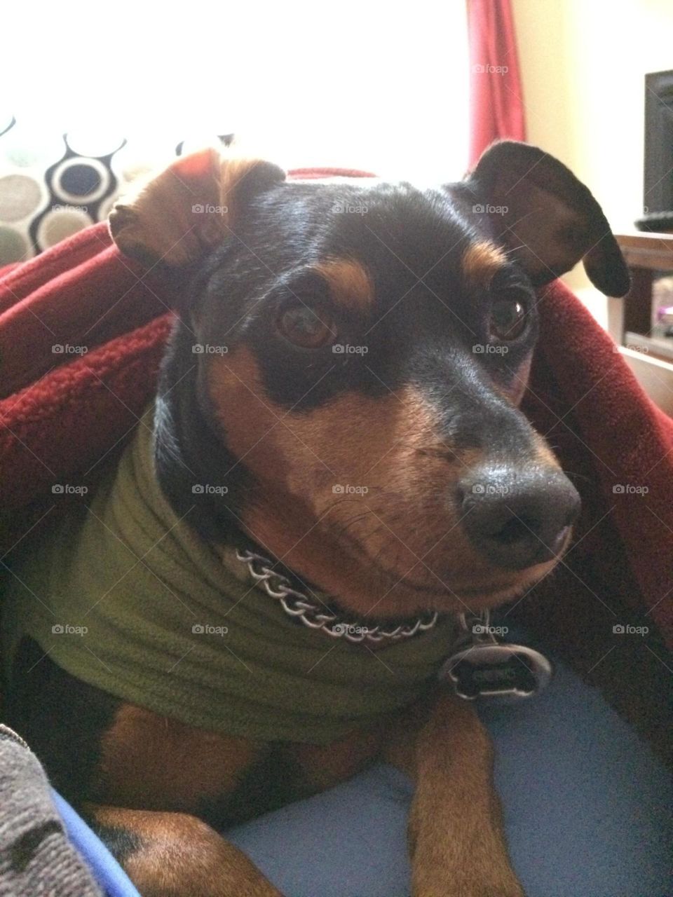 snuggly. my grand dog not wanting to come out of covers