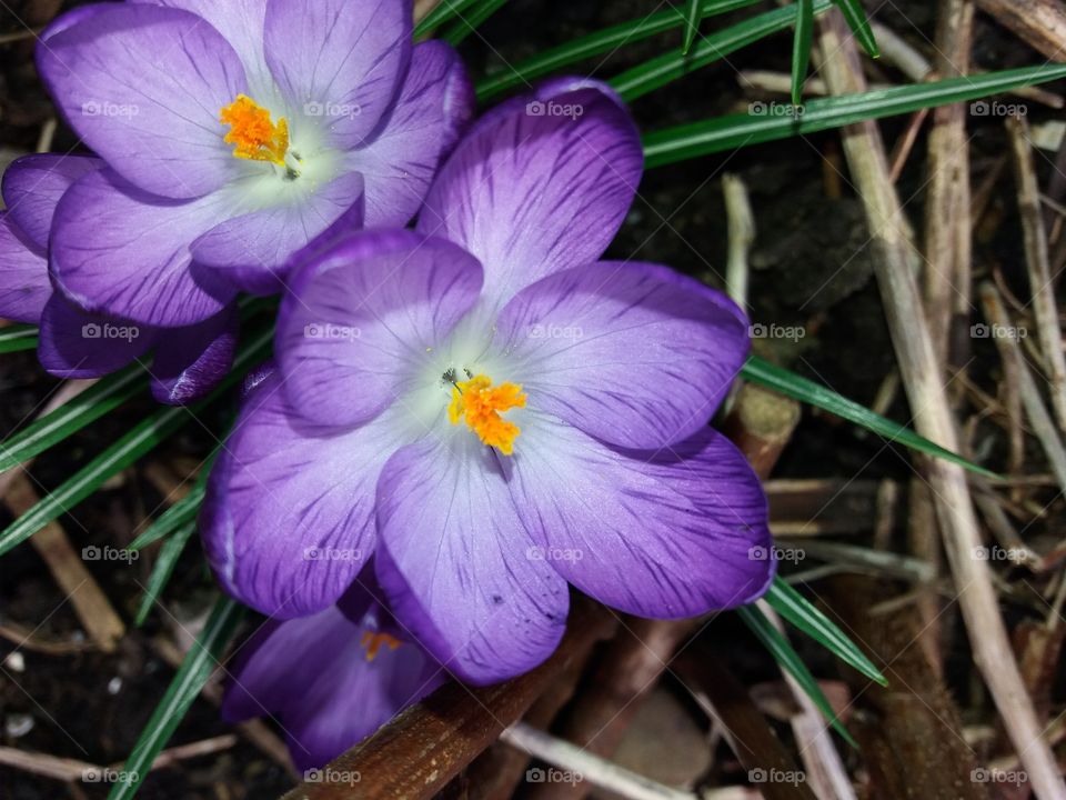 crocuses