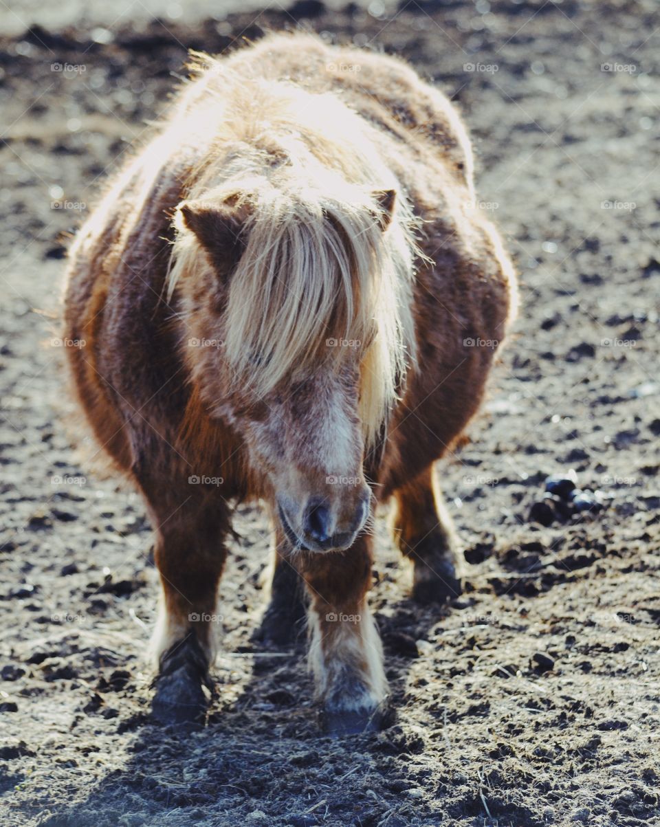 Mammal, Farm, Animal, Livestock, Nature