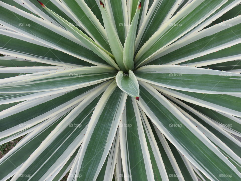 Agave