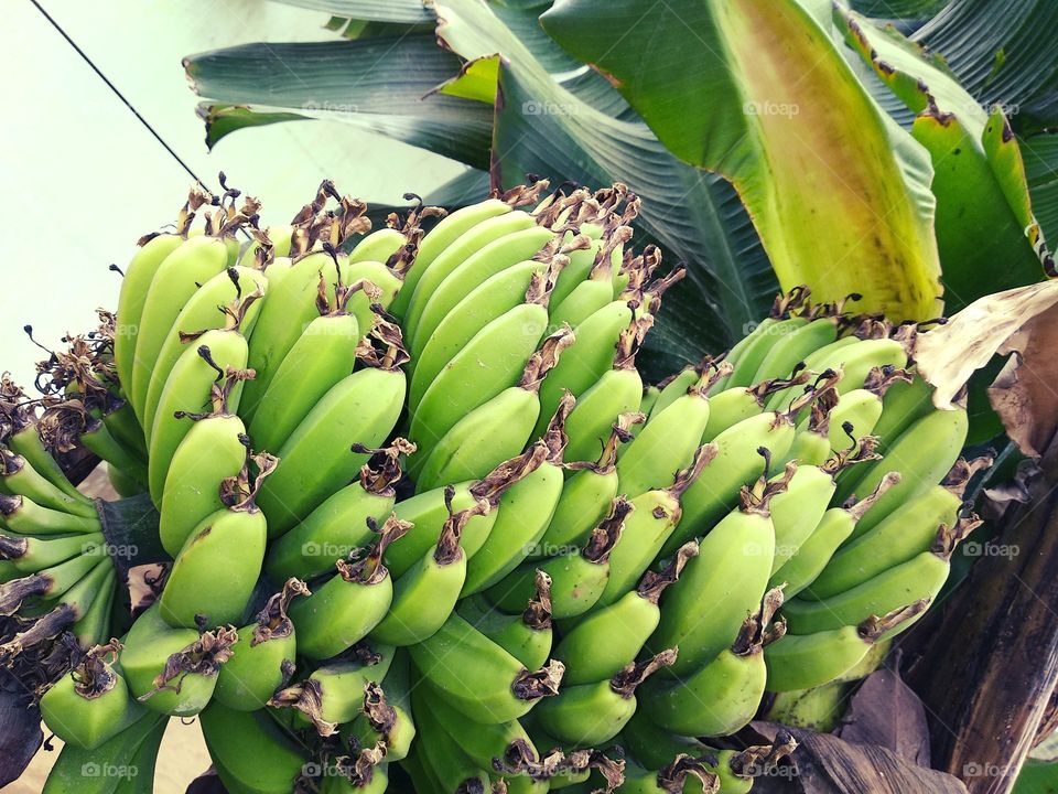 Bananas getting ready to be eaten