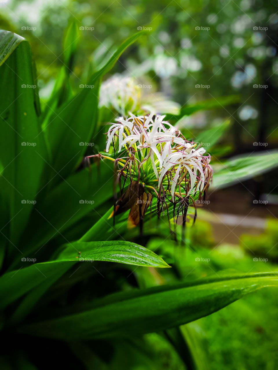 very nice and attractive flower please purchase this image