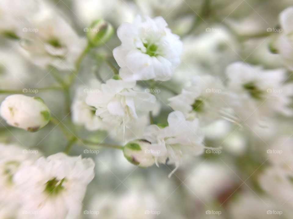 Star Gypsophilia