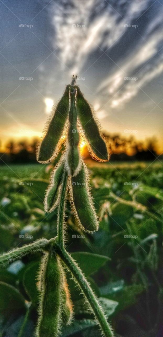 Edamame at sunset