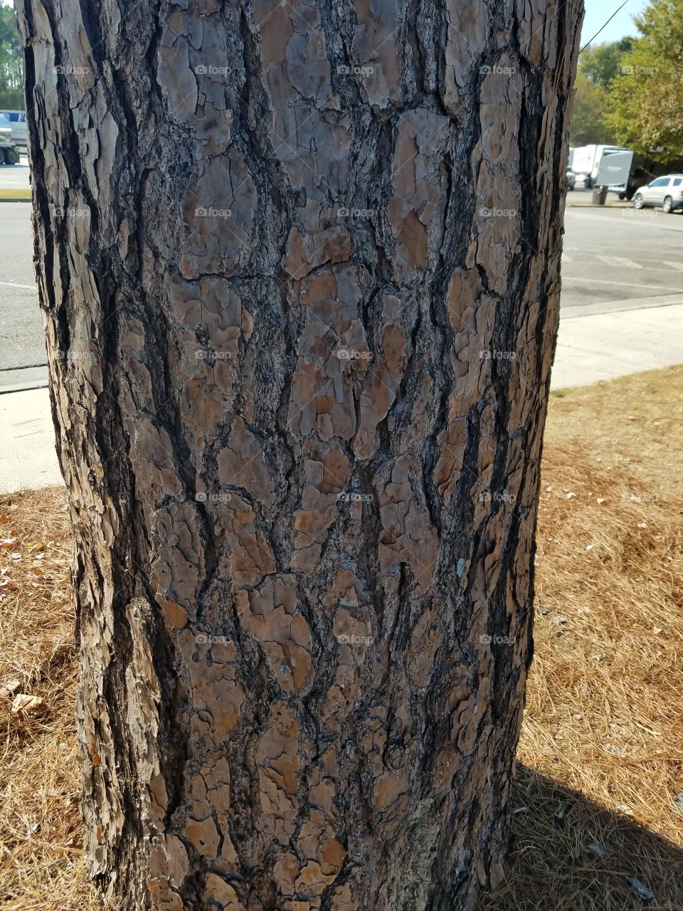Tree bark