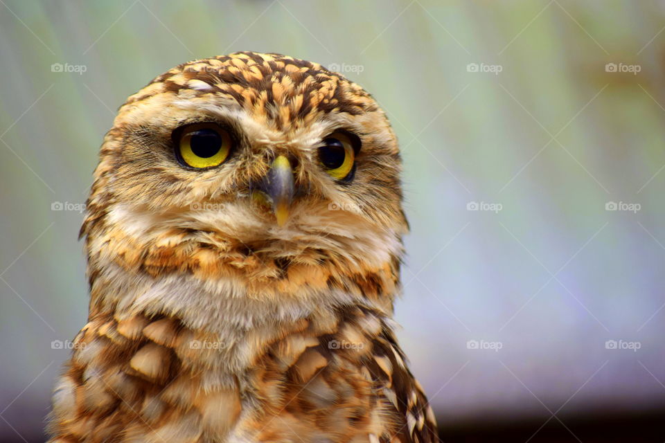 Close-up of owl
