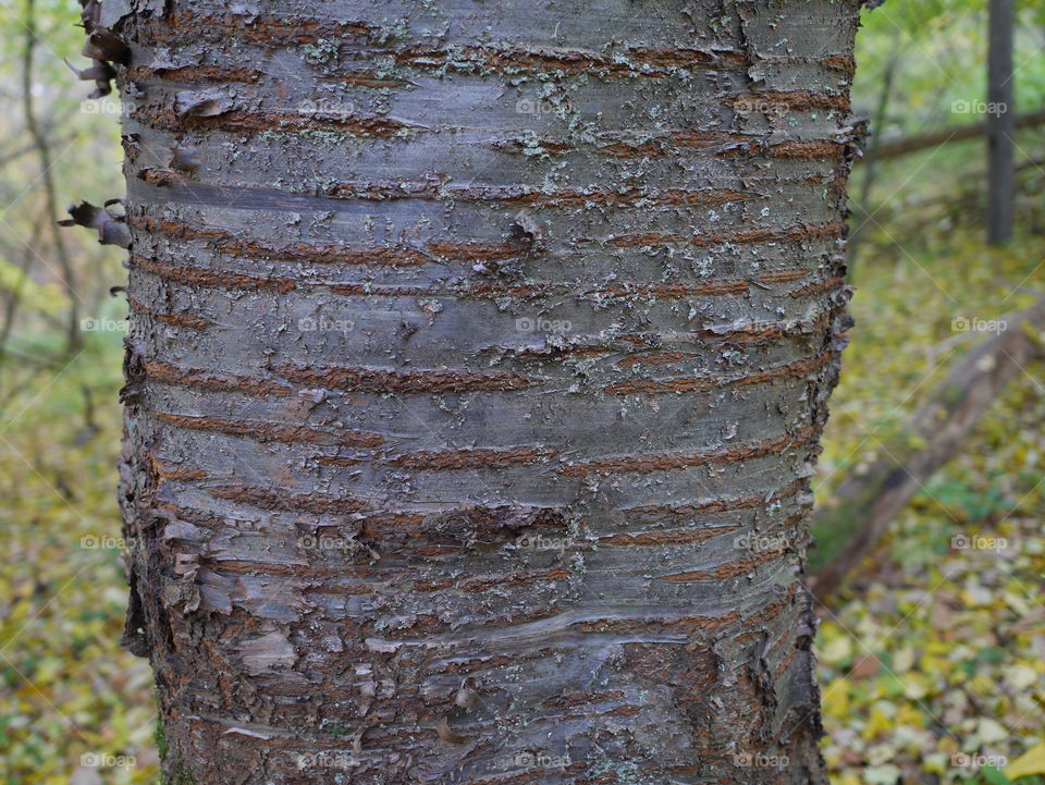 Extreme close-up of bark