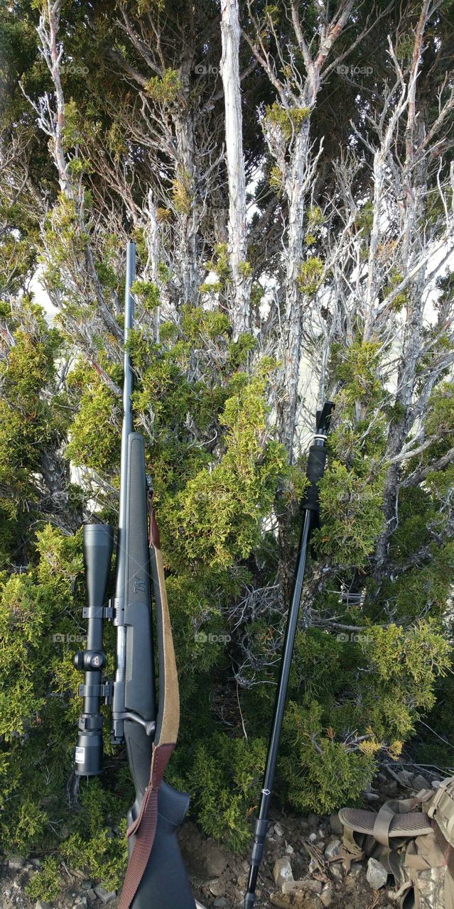 Winchester rifle with walking stick leaning against a bush