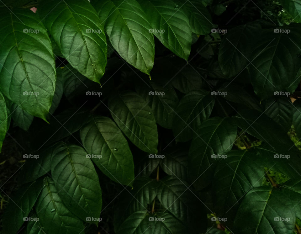 The layers of green leaves of a tree in the forest park