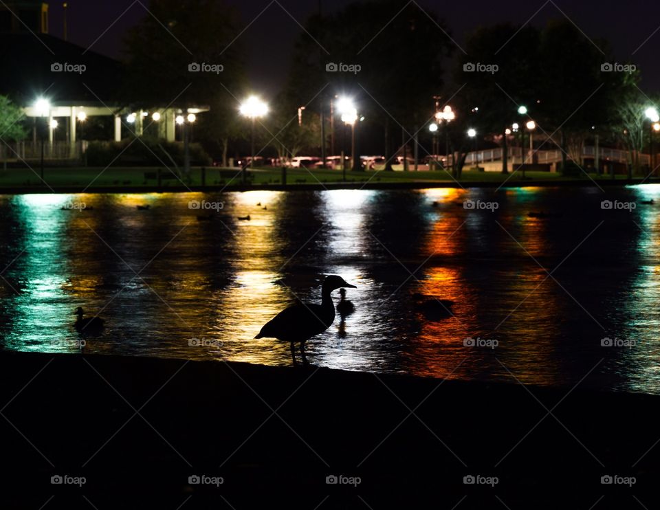 Duck at night