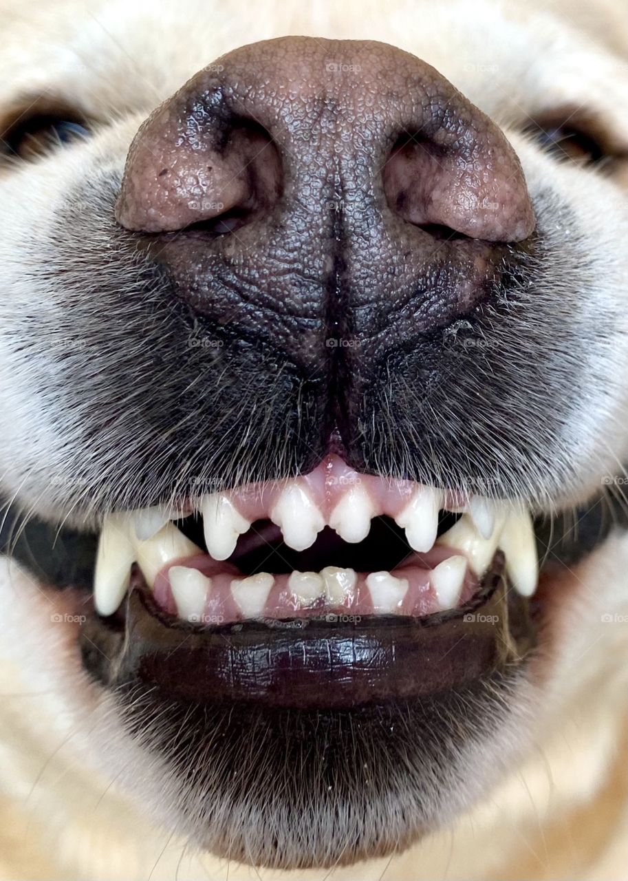 Say Cheese!  Yellow Lab looks like he’s smiling, closeup of snout 