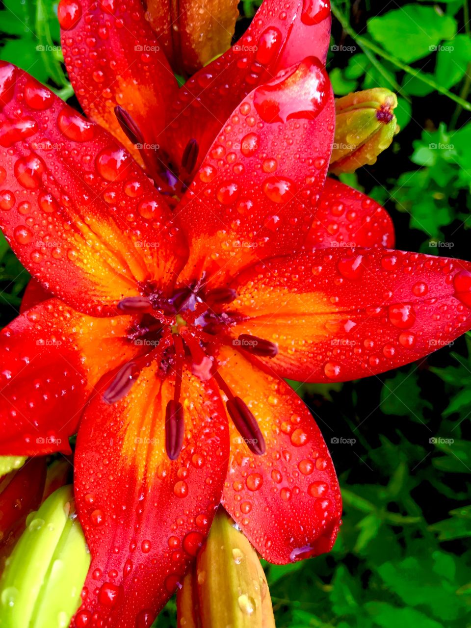 Raindrops on a Lily