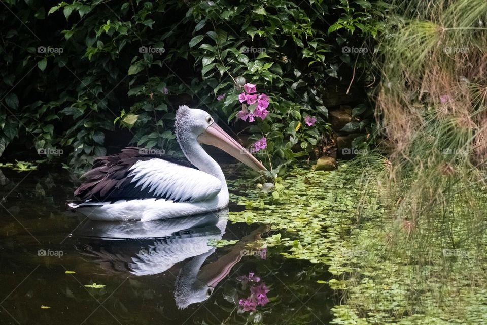 pelicans in the park