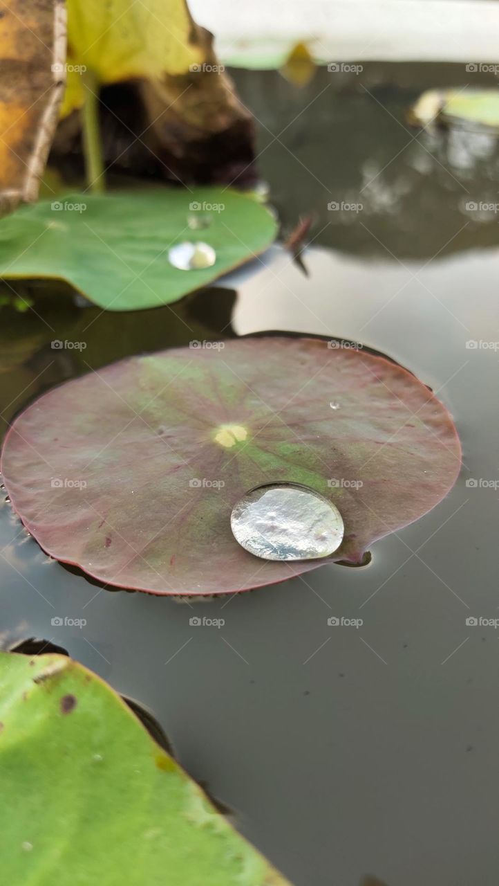 air di daun jadi beku