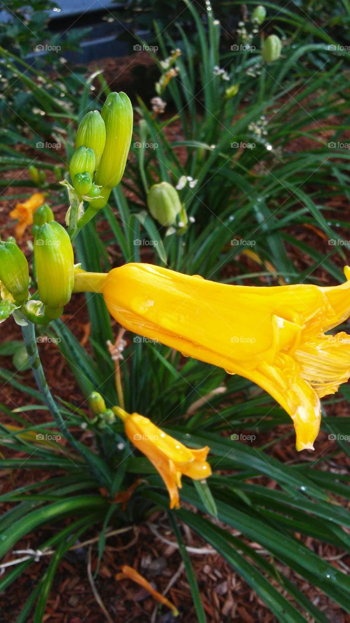 Nature, No Person, Leaf, Garden, Flora