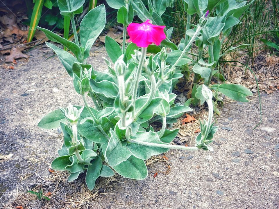 Rose Campion coming through the concrete path...