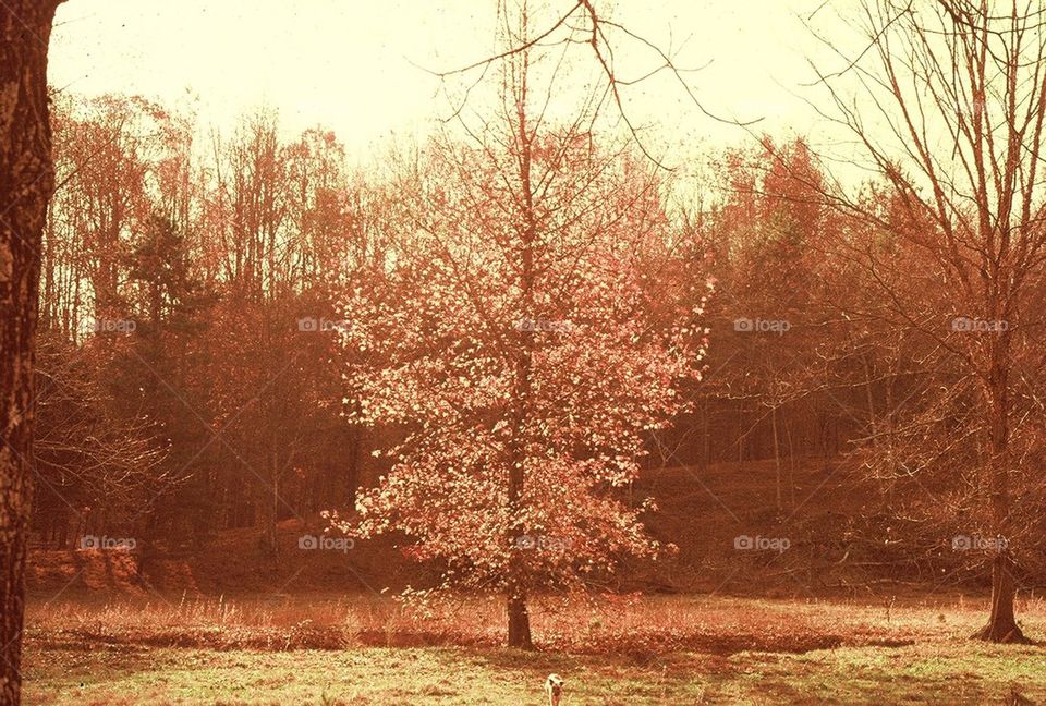 Tree and dog fall colors