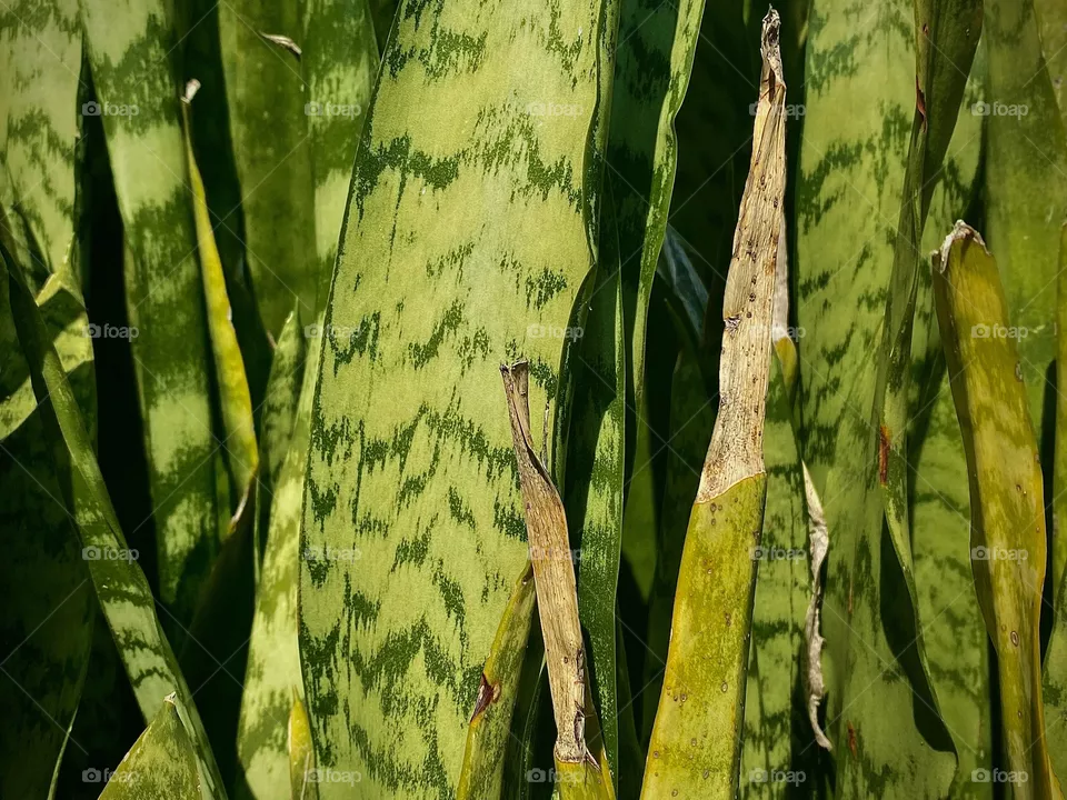 Leaves