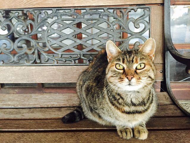 Cat on the bench