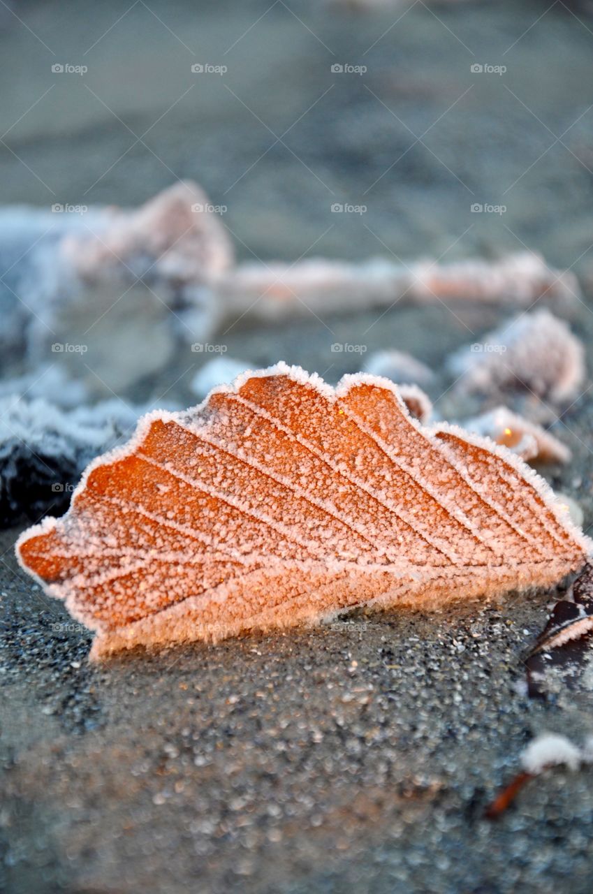 No Person, Beach, Nature, Sea, Closeup