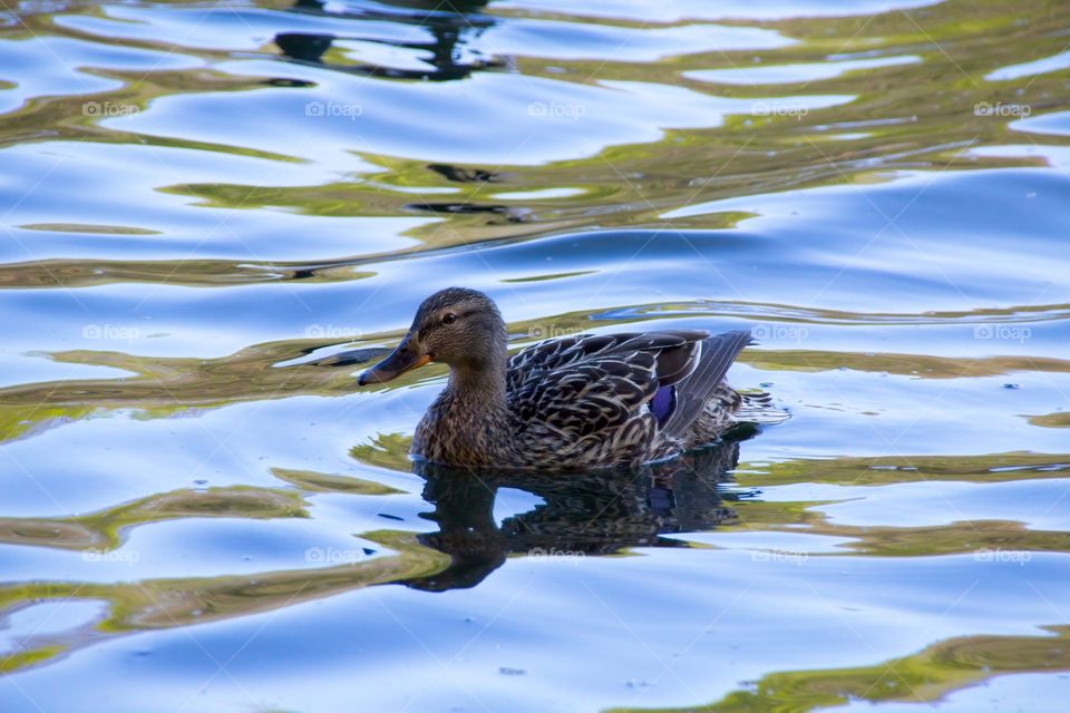 duck on the water