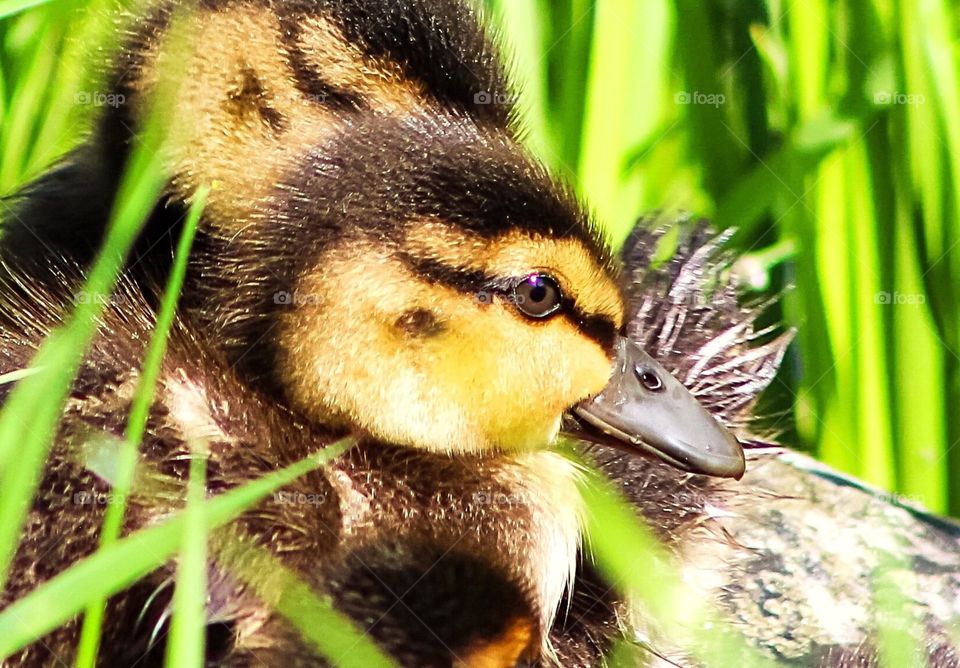 An adorable baby Mallard with another one hidden behind it. They were drying off in the grass with their seven siblings and their Mom, having just climbed out of a pond. 