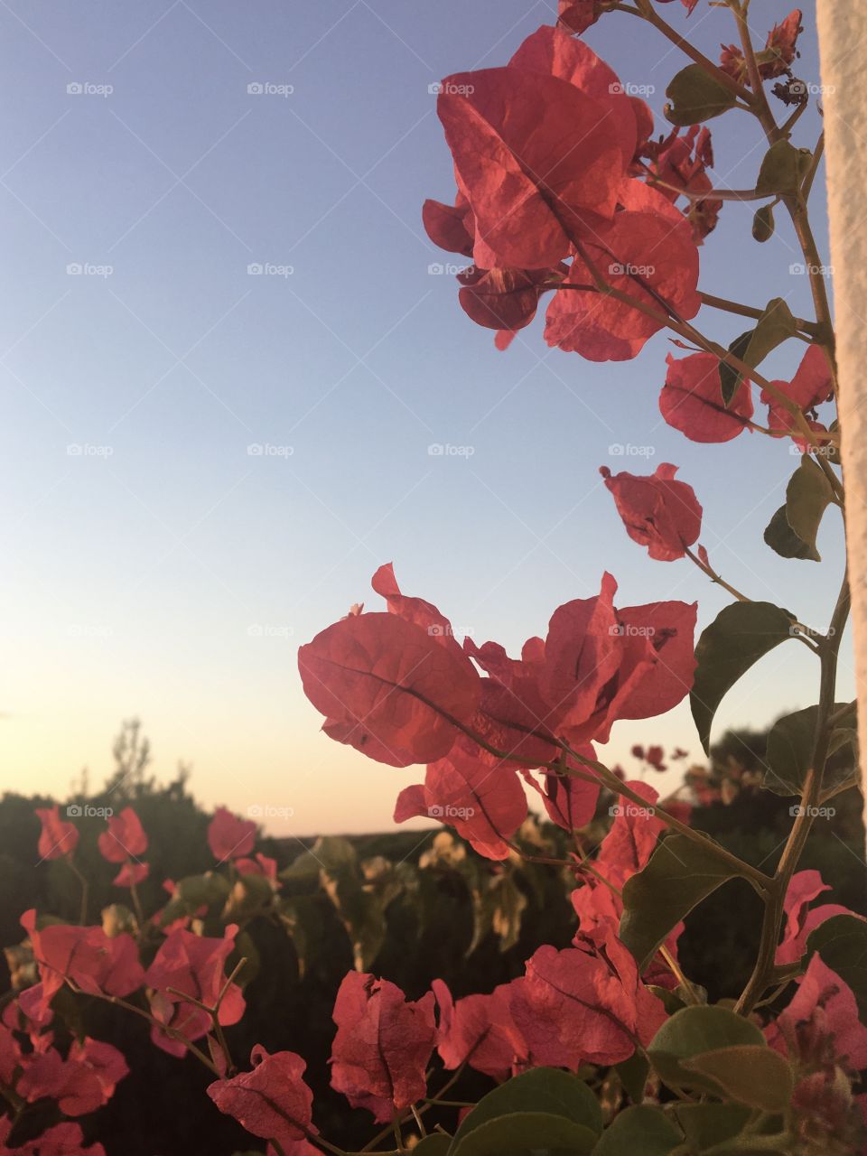Bougainvillea in morning sunlight 