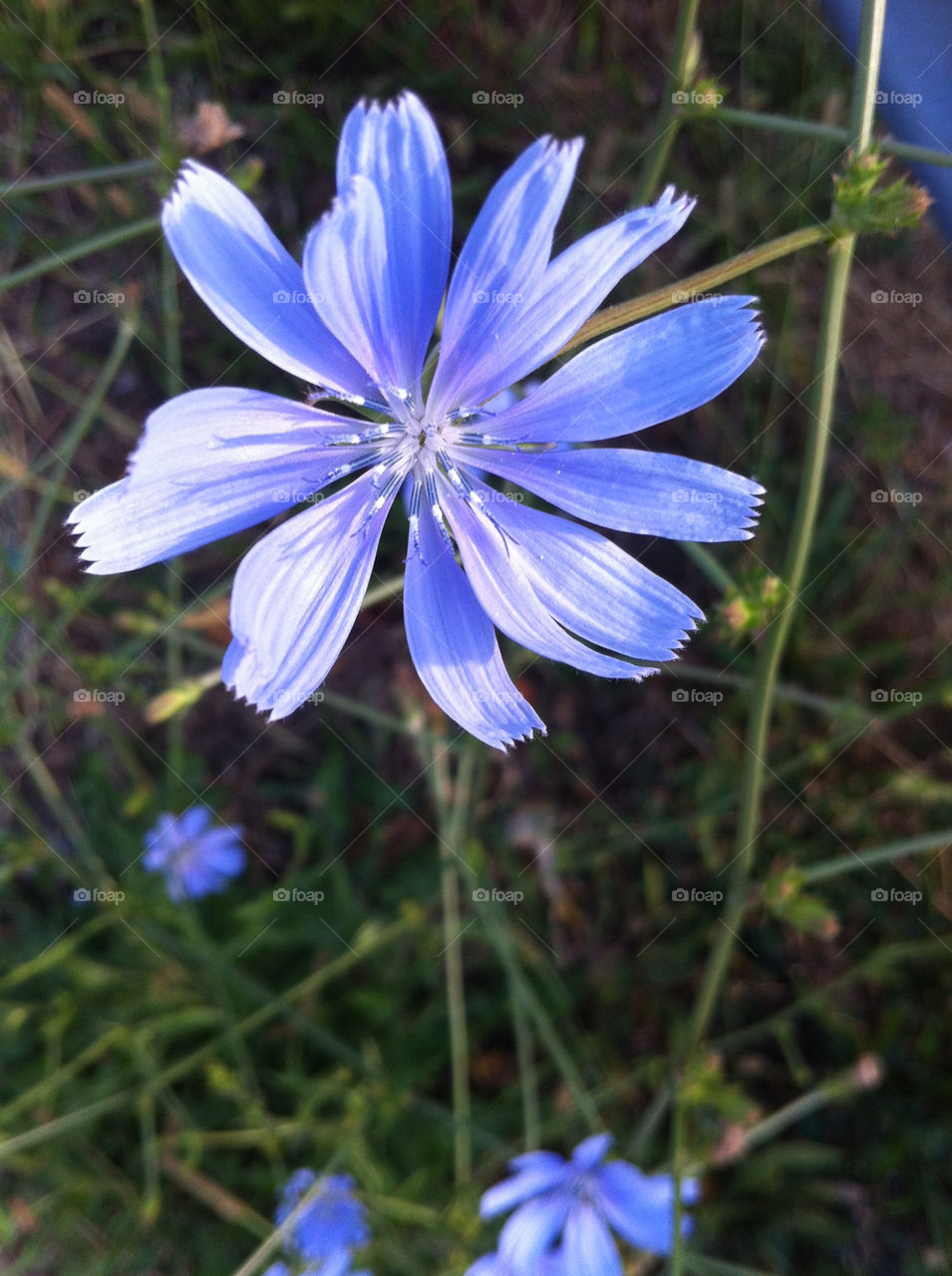 flower blue photography lake by wiggygirl