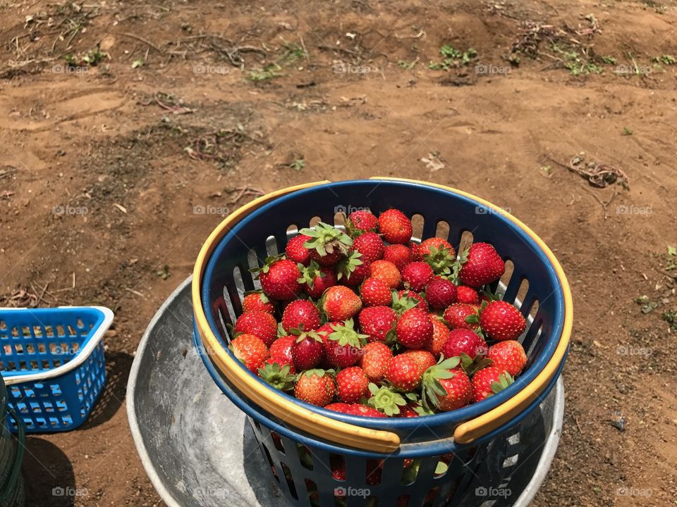Strawberries in basket at farm